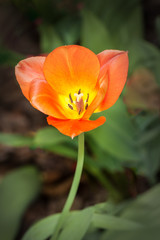 Tulpe