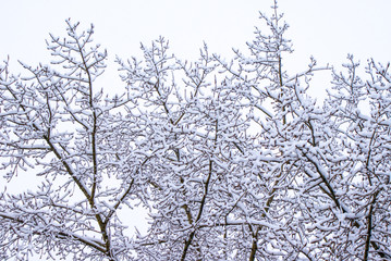 Fototapeta na wymiar Lacy tree branches covered with white snow. snow-covered trees on a winter day. white winter. monochrome landscape with trees in the snow.