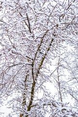 Lacy tree branches covered with white snow. snow-covered trees on a winter day. white winter. monochrome landscape with trees in the snow.