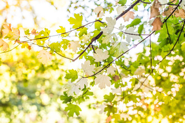 Light autumn background with leaves. Autumn concept. Hello autumn.