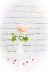 Light rose in delicate colors in a White vase on a light background.