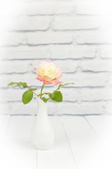 Light rose close-up in delicate colors in a White vase on a light background. Holiday card with a rose for Valentine's day or March 8 with a copy of the space.