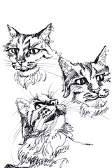 Sketch of cats hand-drawn black pen