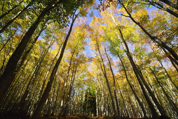 黄金に色づいた松之山、美人林で青空を見上げる
