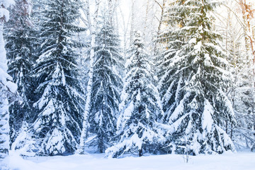 Snow-covered forest in the winter season. Winter in the forest. Spruce forest covered with white snow. Siberia. Altai. Russia.