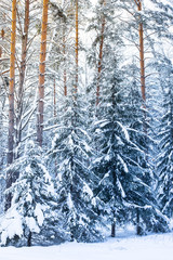 Snow-covered forest in the winter season. Winter in the forest. Spruce forest covered with white snow. Siberia. Altai. Russia.