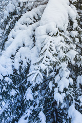 Fototapeta na wymiar Snow-covered tree branches in winter season. Winter in the forest. Siberia. Altai. Russia.
