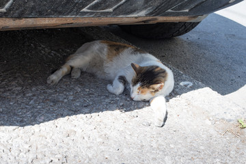 street cat sleeping in the shade on a hot day
