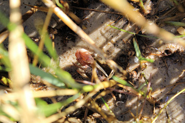 crab in grass