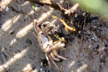 crab on sand