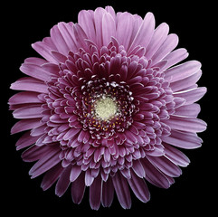 gerbera flower purple. Flower isolated on black background. No shadows with clipping path....