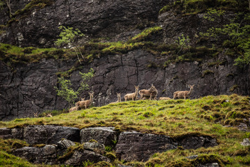 Herd of young wild deer in Scottish mountains in rainy evening.