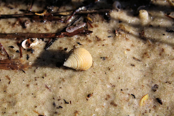 snail on the beach