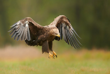 White tailed eagle (Haliaeetus albicilla)