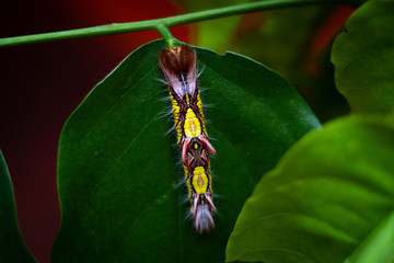 Morpho caterpillar relaxing on a leaf