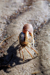 crab on the beach