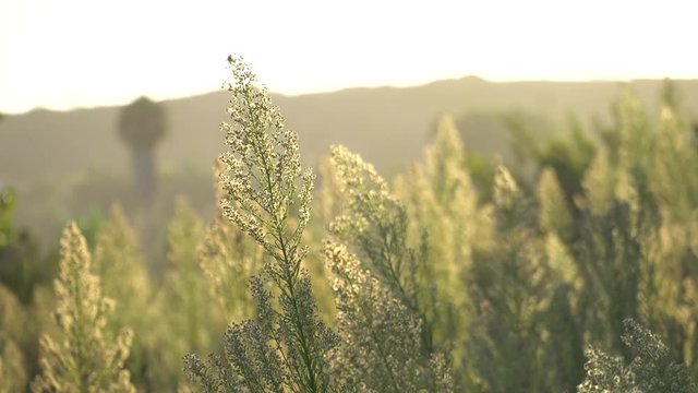 Bright green bush on a sunset background. The wind sways the branches of the bush. Bristles blowing in the wind.