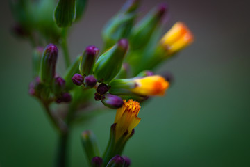 Macro shot of a blooming flower
