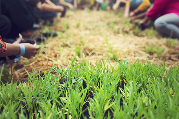 Fototapeta na wymiar People hands planting seedlings plant nurture environmental.