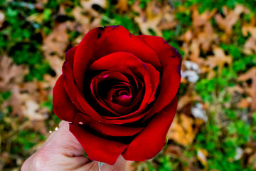 red rose
