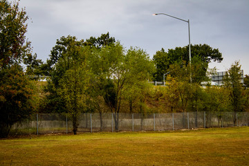 trees in the park