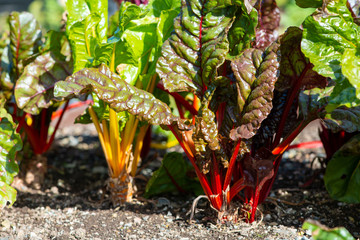 Swiss chard  or beta vulgaris growing in dark soil. The stems of the long leaves are bright red and yellow. The vegetables are in a garden row. The ruby red plants have long crimson stems and veins. 
