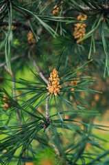 pine cone on a branch