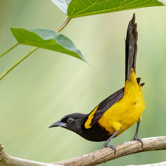 Bird in Costa Rica
