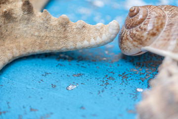  Starfish, rocks and seashells for fresh ornaments in summer