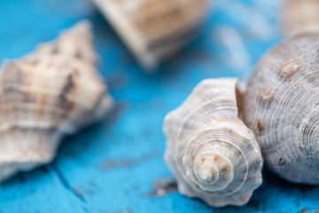  Starfish, rocks and seashells for fresh ornaments in summer