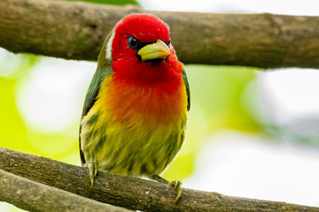 Angry Red-headed Barbet