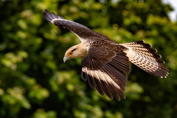 Yellow-headed Caracara