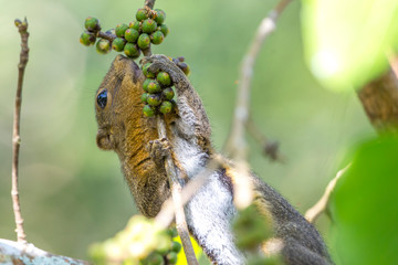 Squirrel  eating on the tree in forest or park.