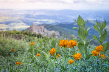 Orange flowers in the open air in the mountains of Kolyvan. Lights grow in a clearing in the mountains. Altai landscape with orange lights.