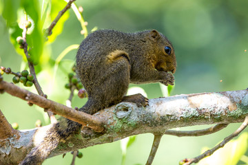 Squirrel  eating on the tree in forest or park.