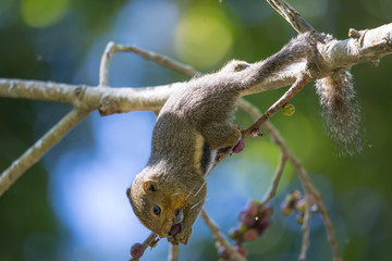 Squirrel  eating on the tree in forest or park.