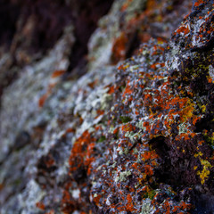 lichen