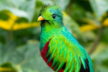 Quetzal