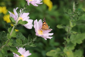 Flower and insect in the garden in Japan