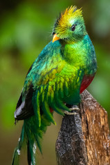 Quetzal