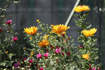 Flower in the garden in Japan