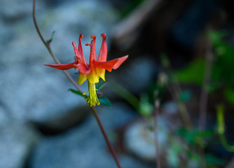 Red and Yellow Columbine Flower