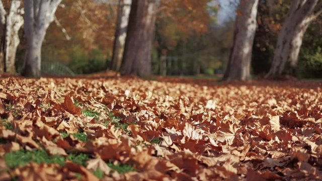 Autumn leaves falling from plane trees at a park. Slow motion, bottom view. 