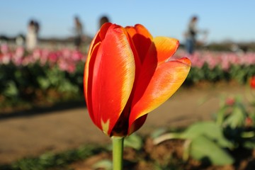 Tulip