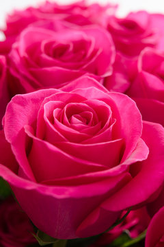 Hot Pink Roses