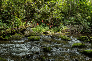 Red Flowers Bloom Along Rocky Creek