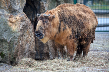 Big and beautiful bison in the zoo © Leilani