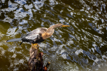 Anhinga hunting