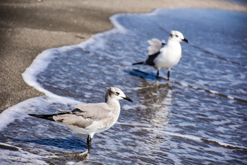 couple of wild birds on the beach
