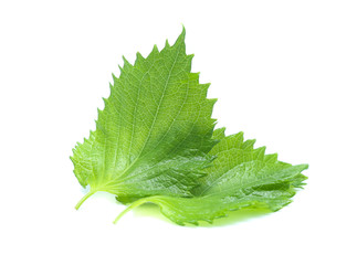 sesame leaves or perilla leaf isolated on white background